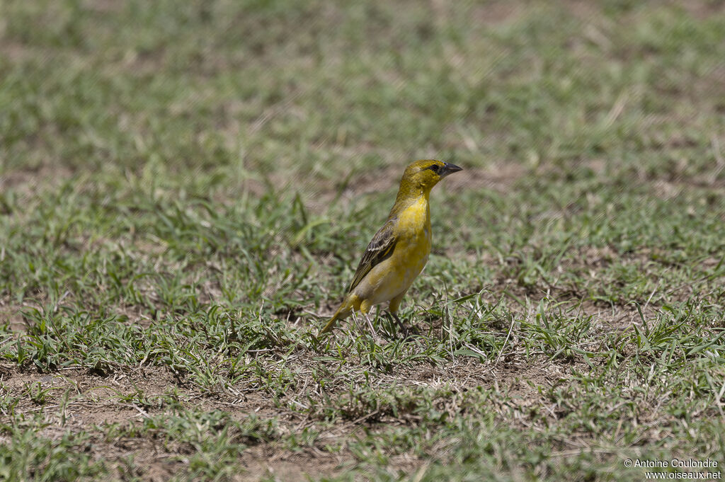 Village Weaver male adult post breeding