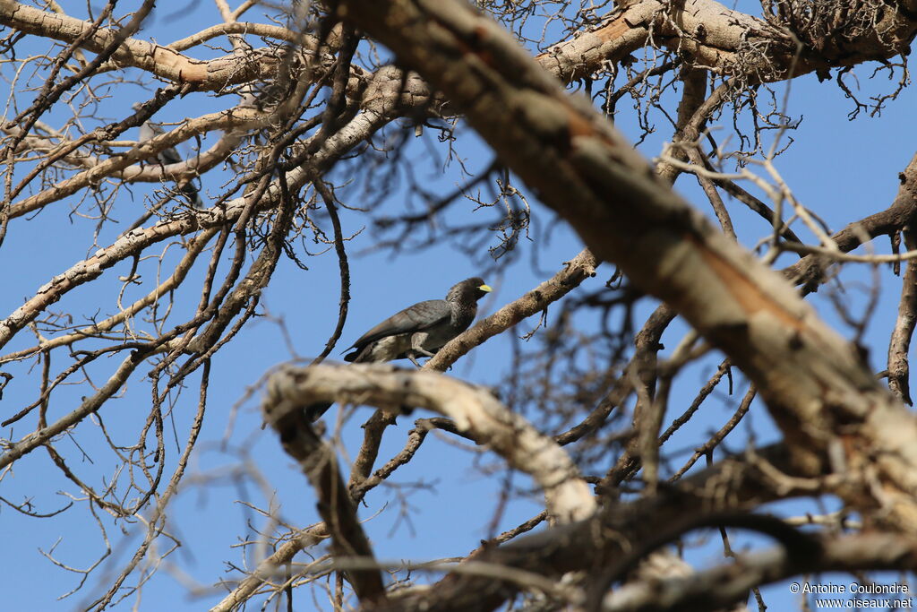 Eastern Plantain-eater