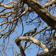 Eastern Plantain-eater