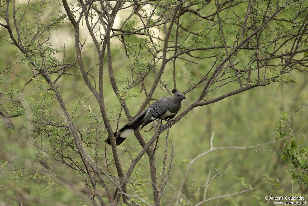 White-bellied Go-away-birdadult