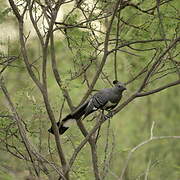 White-bellied Go-away-bird