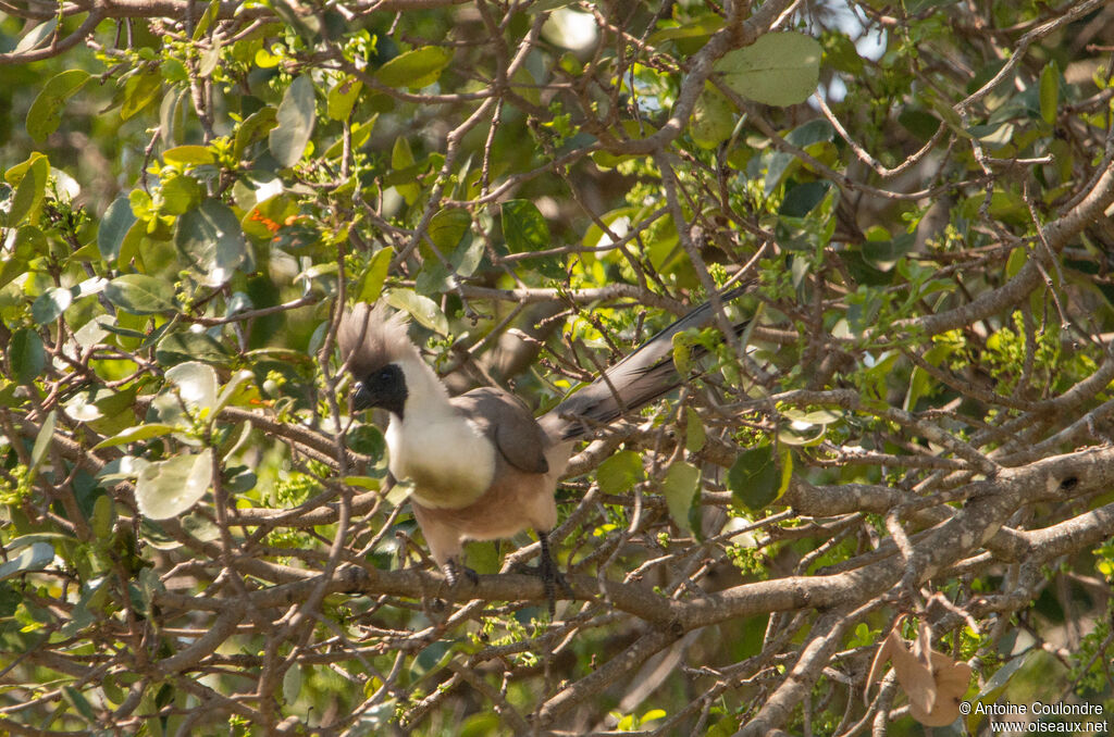 Bare-faced Go-away-birdadult