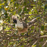 Touraco masqué