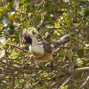 Bare-faced Go-away-bird