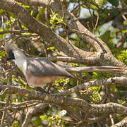 Bare-faced Go-away-bird
