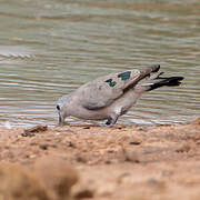Emerald-spotted Wood Dove