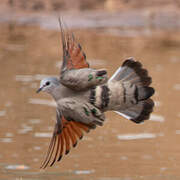 Emerald-spotted Wood Dove