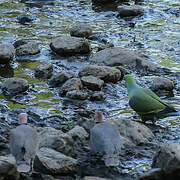 Ring-necked Dove