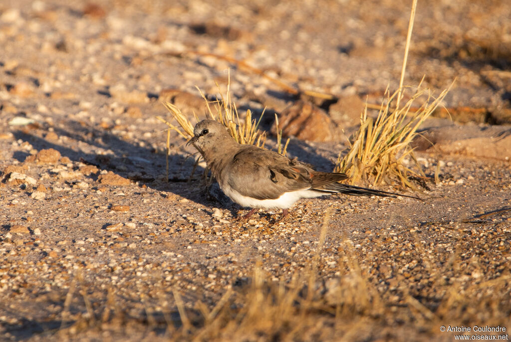 Namaqua Dove female adult