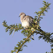 Mourning Collared Dove