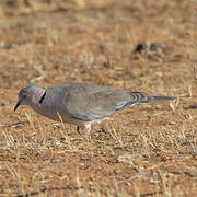 Mourning Collared Dove