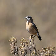 Rusty-breasted Wheatear
