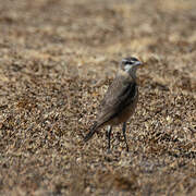 Rusty-breasted Wheatear