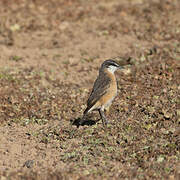 Rusty-breasted Wheatear