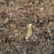 Rusty-breasted Wheatear