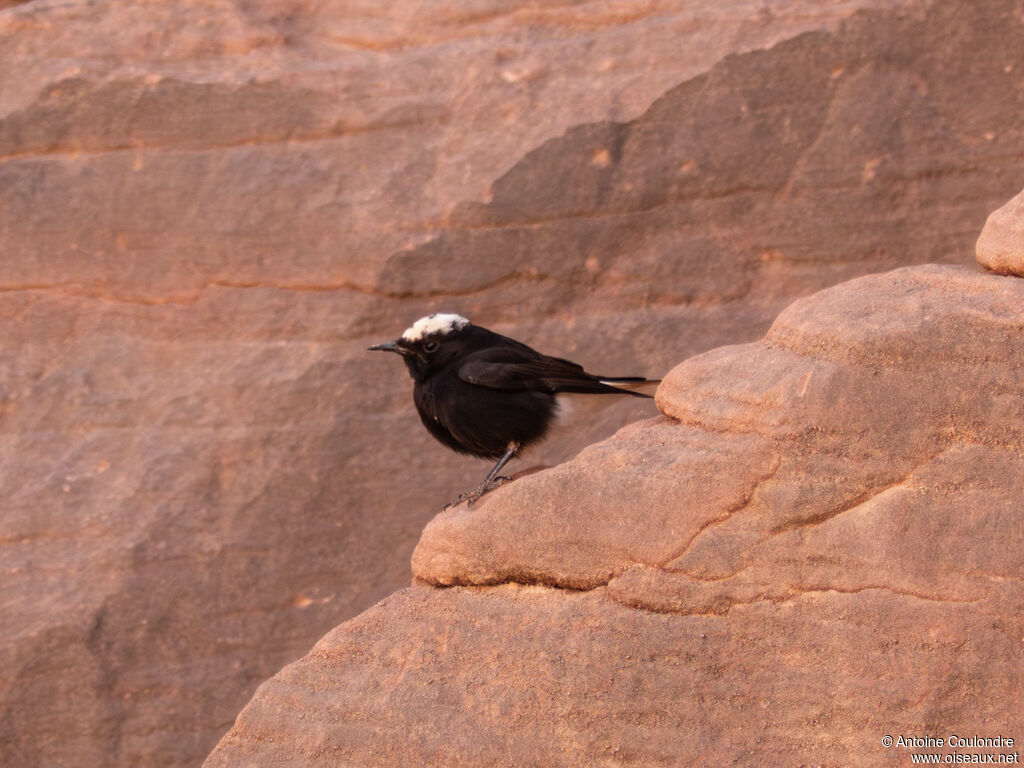 White-crowned Wheatearsubadult