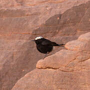 White-crowned Wheatear