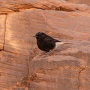 White-crowned Wheatear