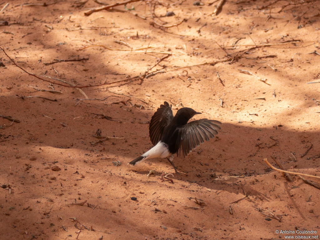 White-crowned Wheatearimmature