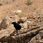 White-crowned Wheatear