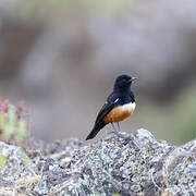 Mocking Cliff Chat