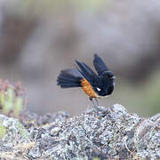 Mocking Cliff Chat