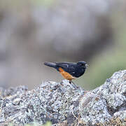 Mocking Cliff Chat
