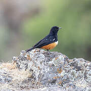 Mocking Cliff Chat