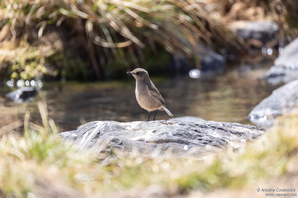 Moorland Chatadult