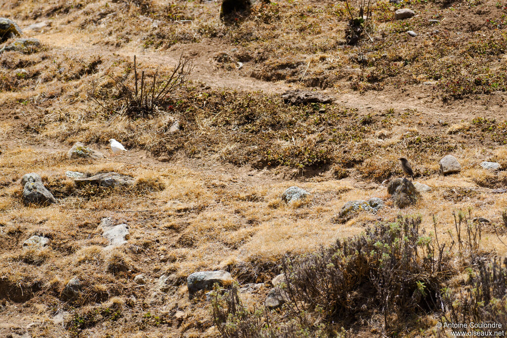 Moorland Chat, habitat