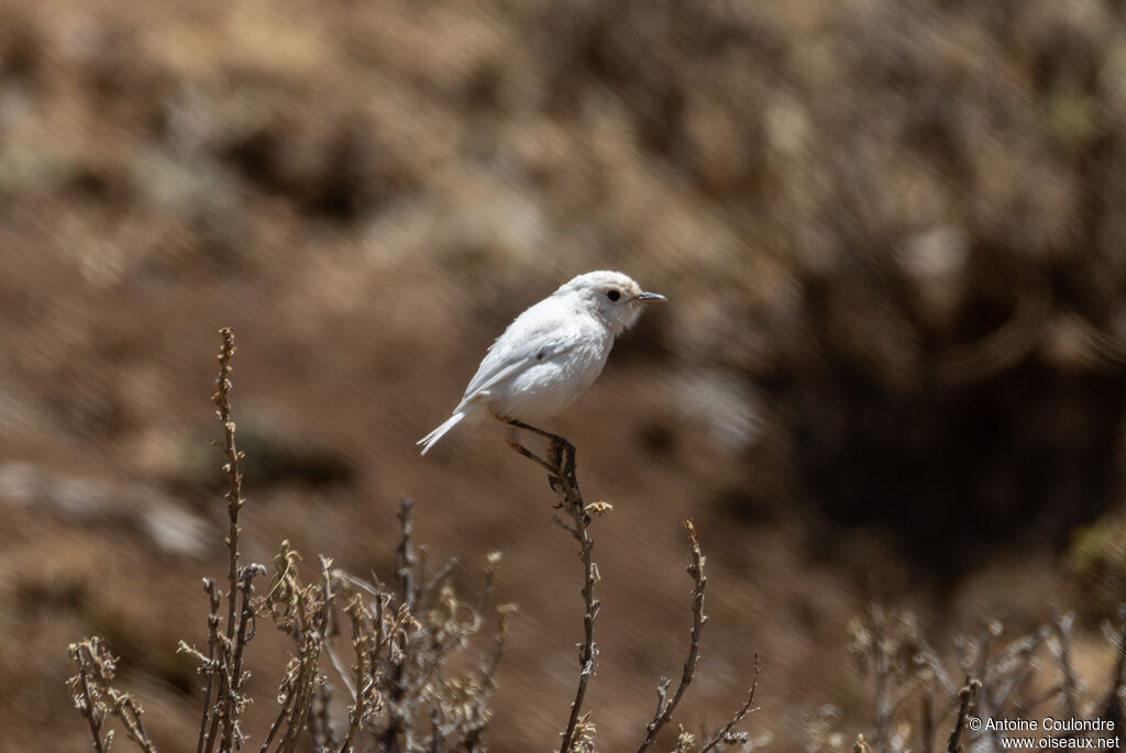 Moorland Chatadult
