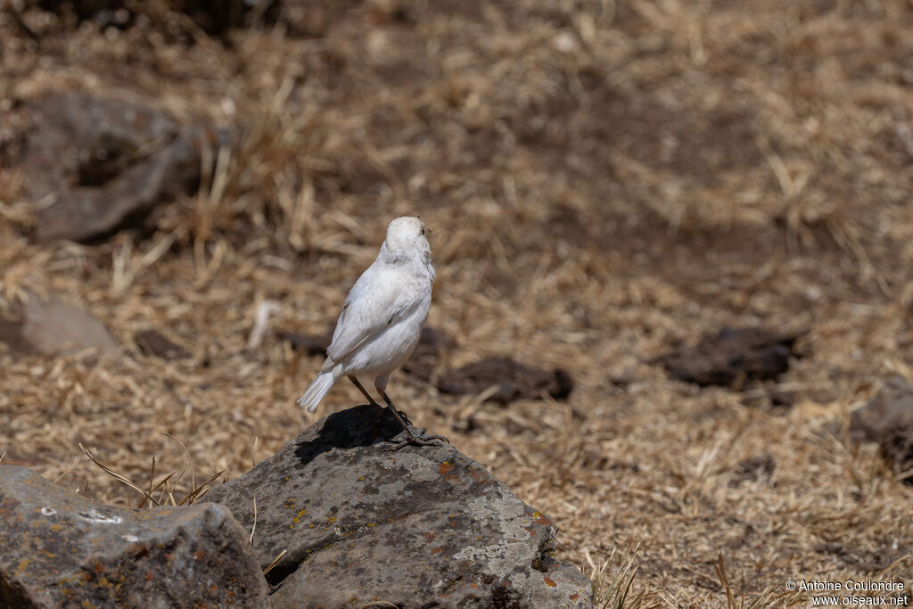 Moorland Chatadult