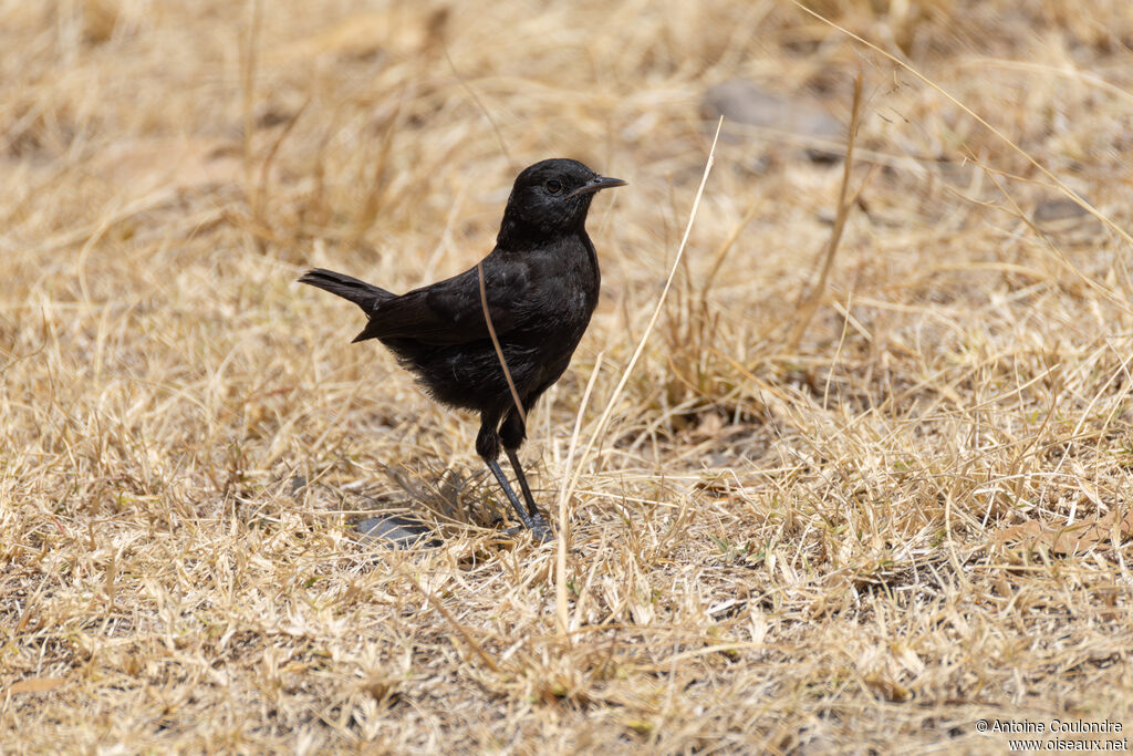 Rüppell's Black Chatadult