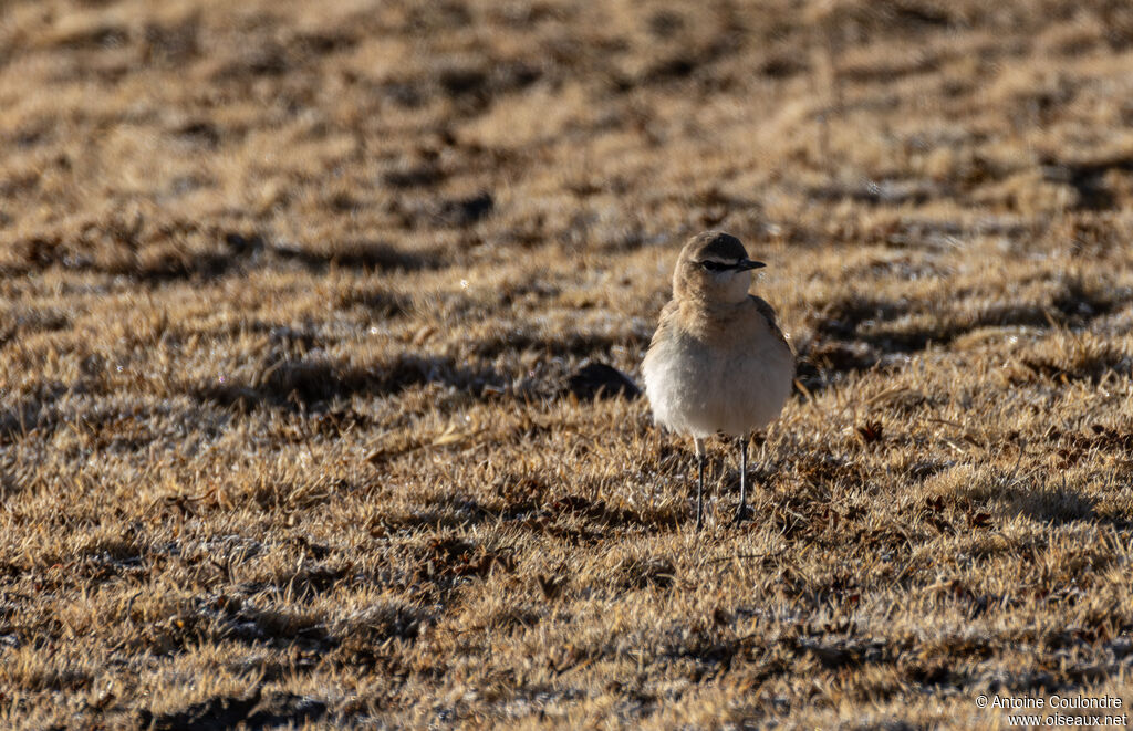 Northern Wheatear female adult