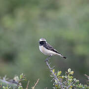 Pied Wheatear