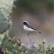 Pied Wheatear