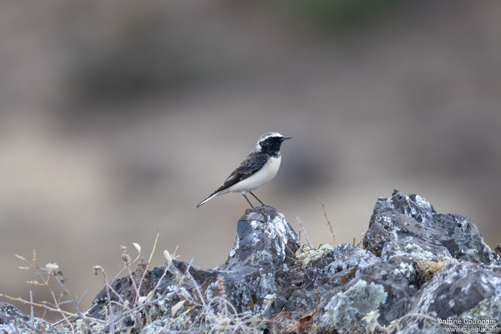 Pied Wheatear male adult post breeding