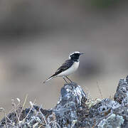 Pied Wheatear