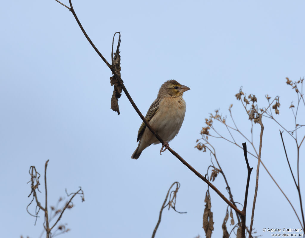 Red-headed Queleaadult transition