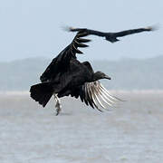Black Vulture