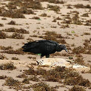 Black Vulture