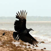 Black Vulture