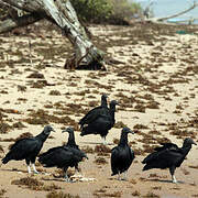 Black Vulture