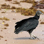 Black Vulture