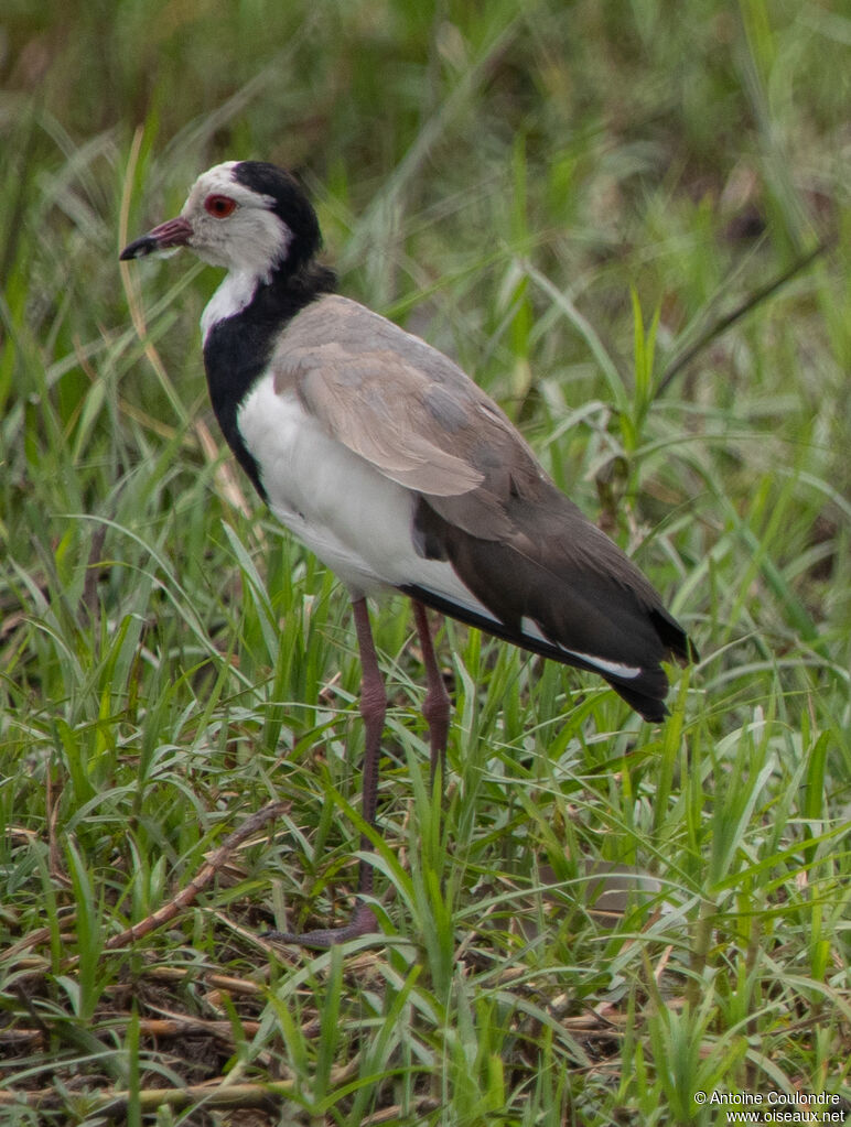 Vanneau à ailes blanchesadulte