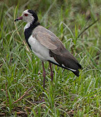 Vanneau à ailes blanches