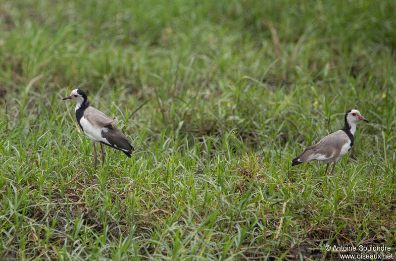 Vanneau à ailes blanches