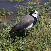 Long-toed Lapwing
