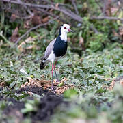 Long-toed Lapwing