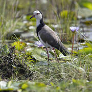 Long-toed Lapwing